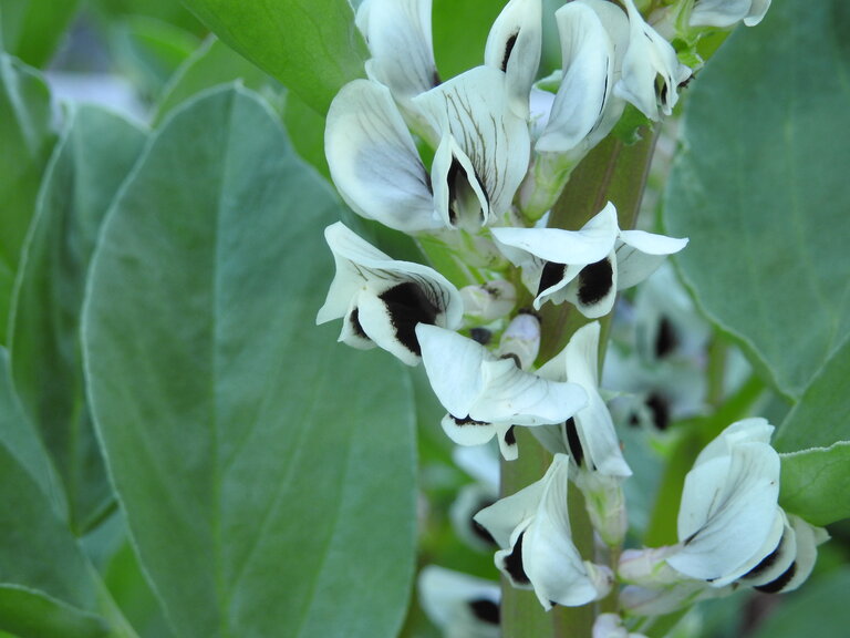 Sölker Jesuit Garden - Imprese #2.8