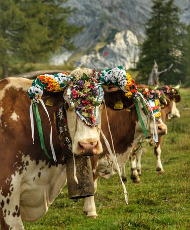 Almabtrieb in Ramsau am Dachstein | © Marlene Eggmayr