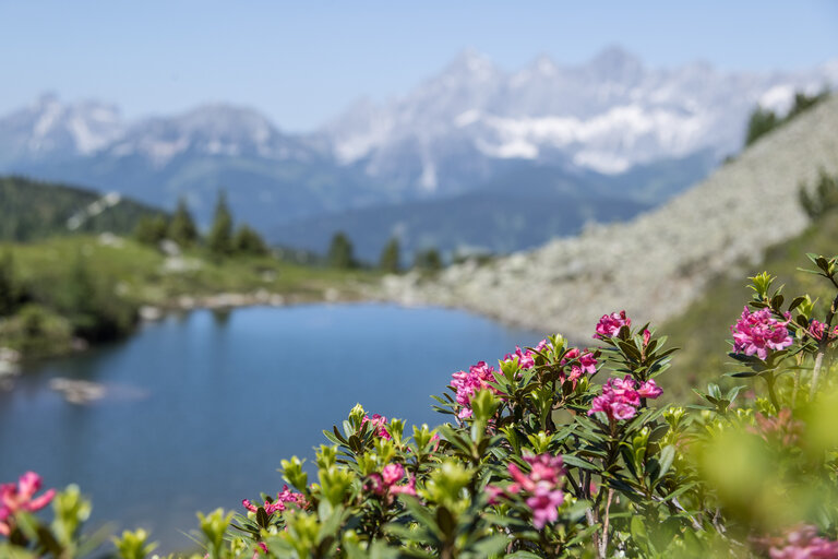 Fest zur Almrauschblüte at the Reiteralm - Impression #2.18