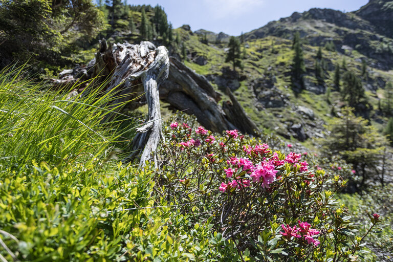 Fest zur Almrauschblüte at the Reiteralm - Impression #2.19