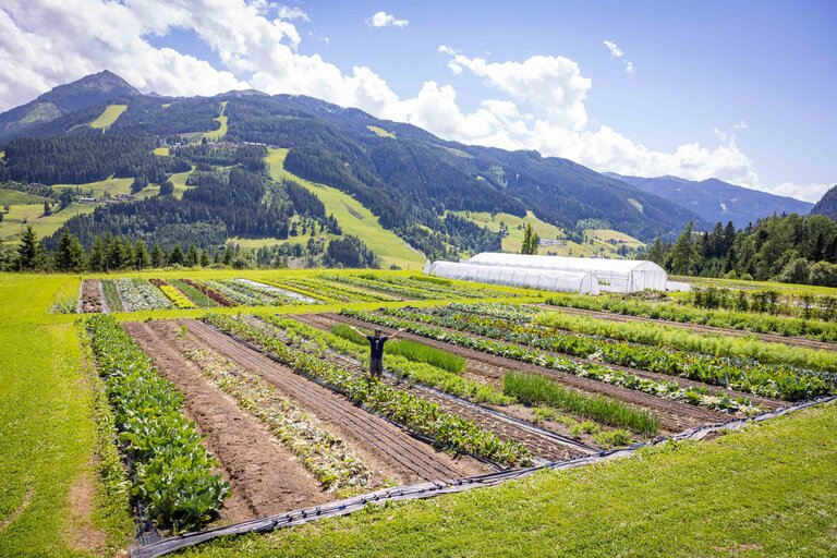 Your adventure in the garden on the mountain - Imprese #2.2