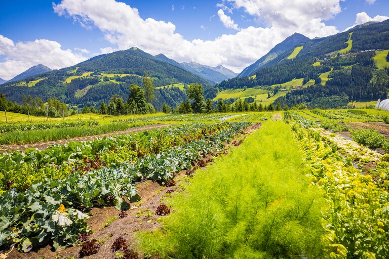 Your adventure in the garden on the mountain - Imprese #2.3