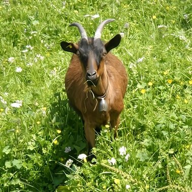 Tierisches Yoga | © Sandra Glaser