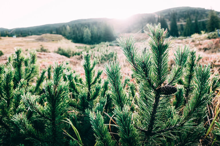 Planneralm - Impression #2.8 | © Armin Walcher