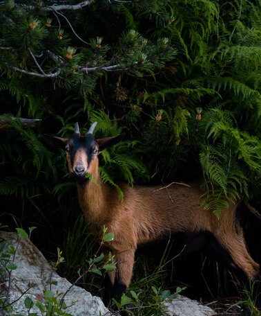 Gams | © Christoph Lukas