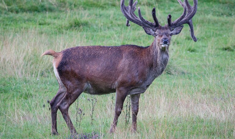 Hirsch | © Martin Huber