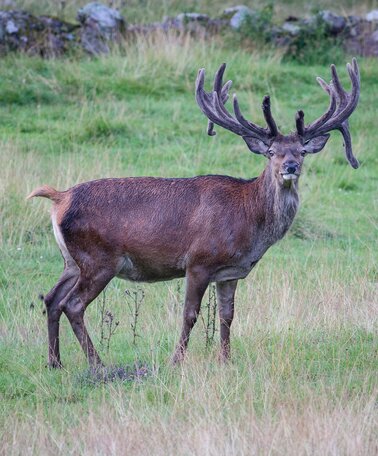 Hirsch | © Martin Huber