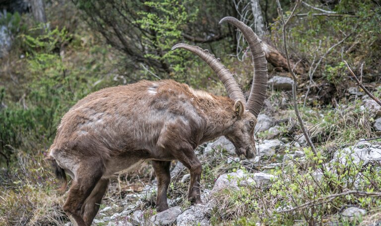 Steinbock | © Gerhard Pilz