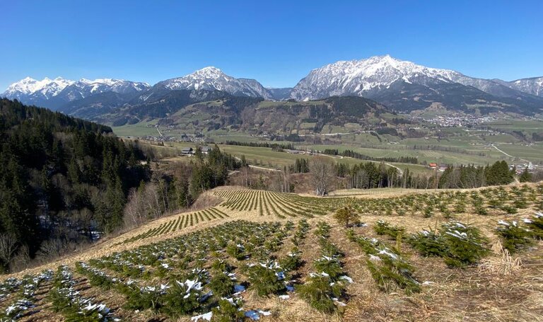 © Christbäume Mösenbacher