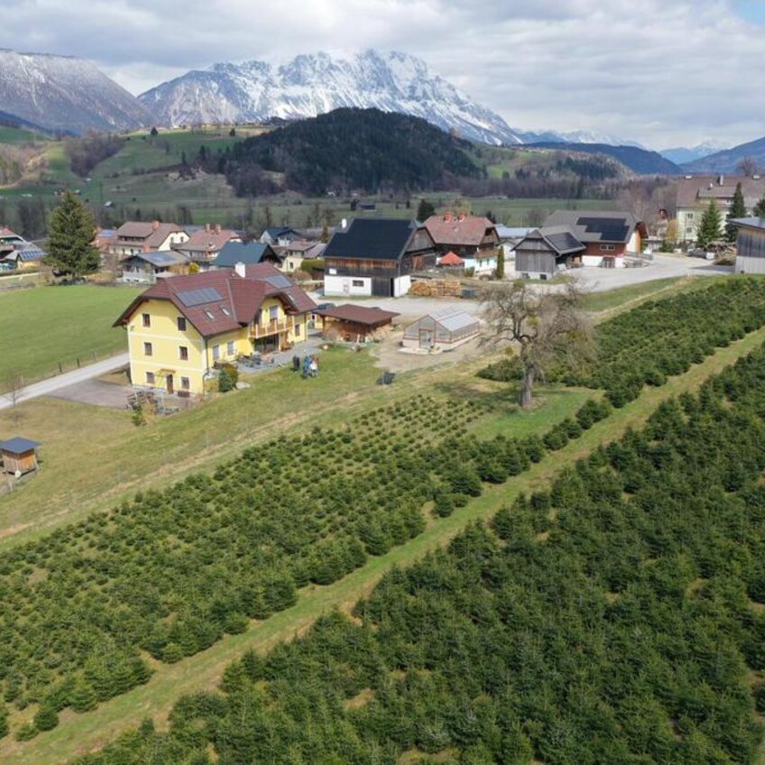 © Christbäume Mösenbacher