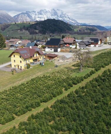 © Christbäume Mösenbacher