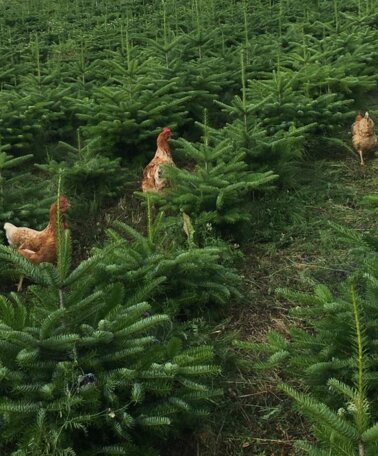 © Christbäume Mösenbacher