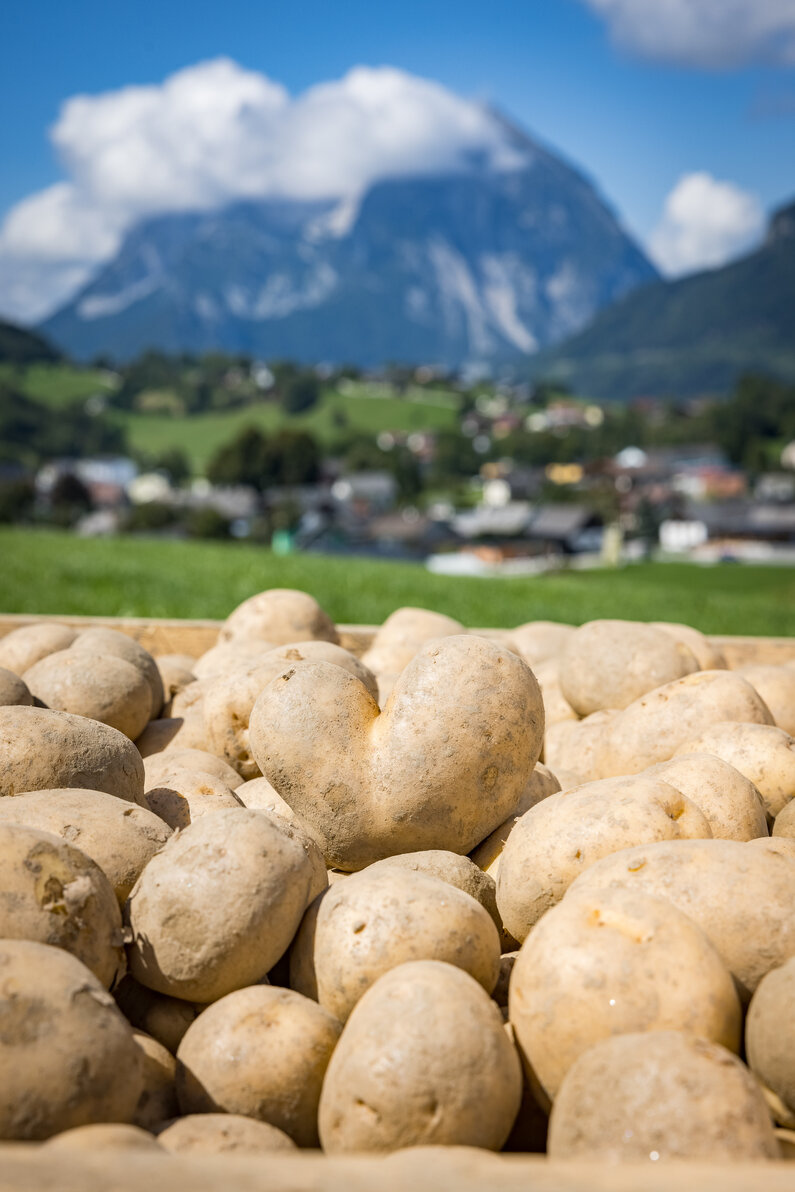 © Netzwerk Kulinarik wildbild