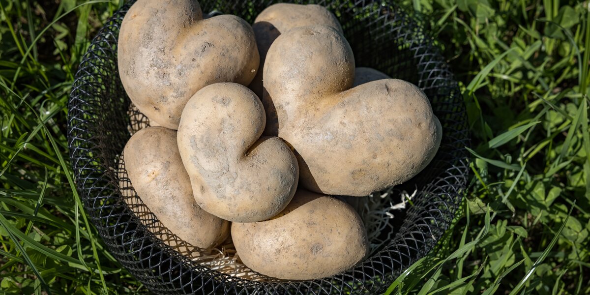 © Netzwerk Kulinarik wildbild