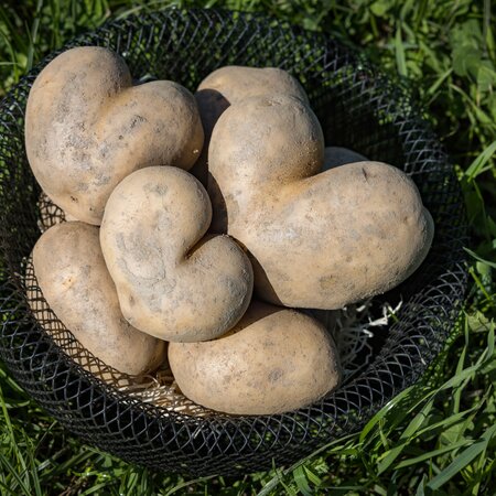 © Netzwerk Kulinarik wildbild