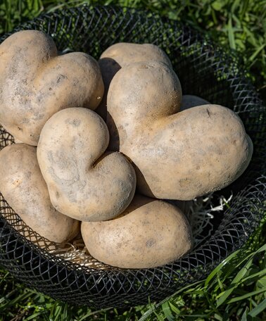 © Netzwerk Kulinarik wildbild