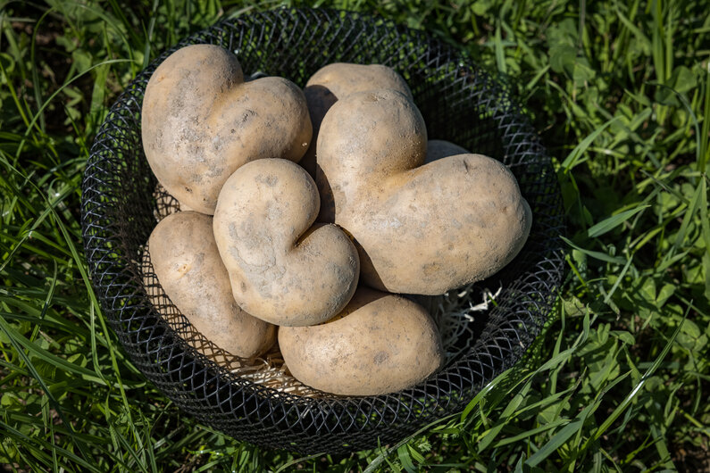 © Netzwerk Kulinarik wildbild