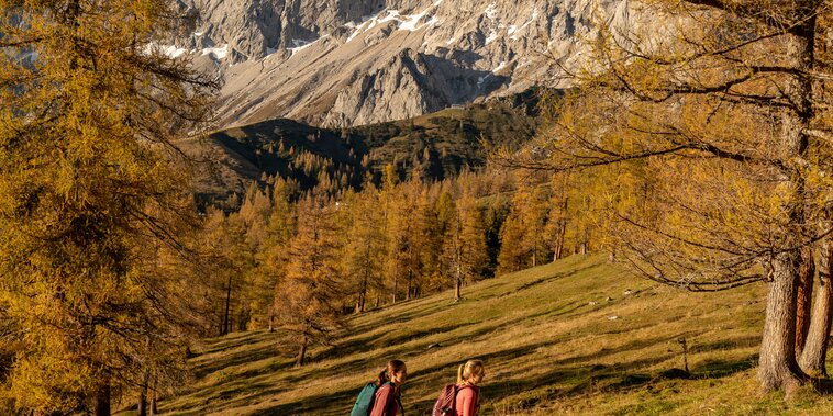 Herbst am Brandriedl, Ramsau | © Christine Höflehner