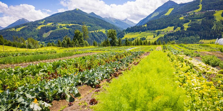 © Netzwerk Kulinarik wildbild