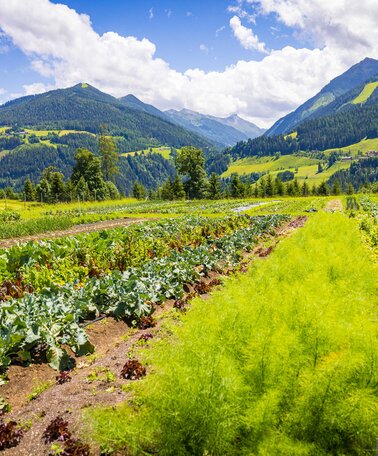 © Netzwerk Kulinarik wildbild