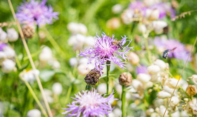 © Netzwerk Kulinarik wildbild