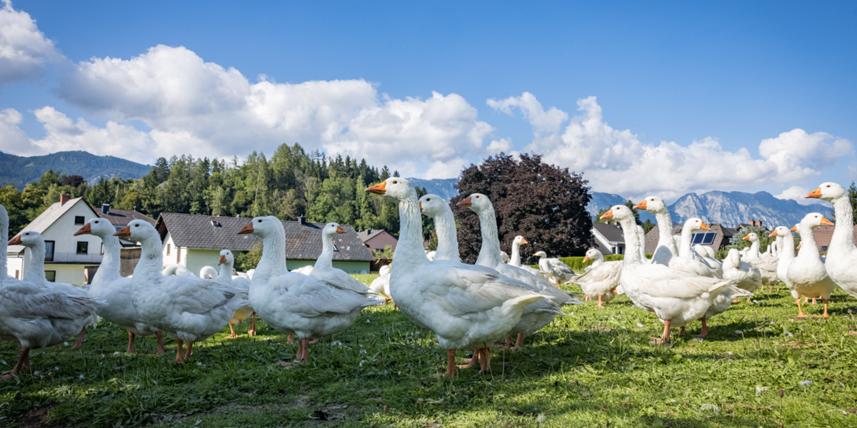 © Netzwerk Kulinarik Wildbild