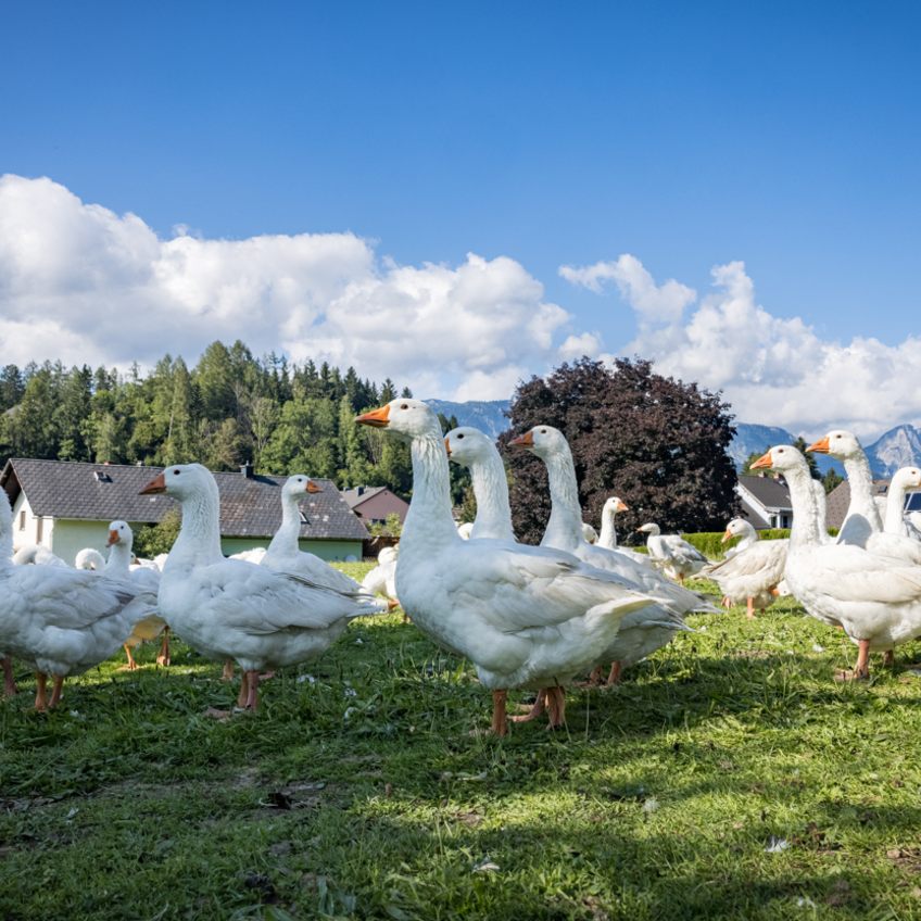 © Netzwerk Kulinarik Wildbild