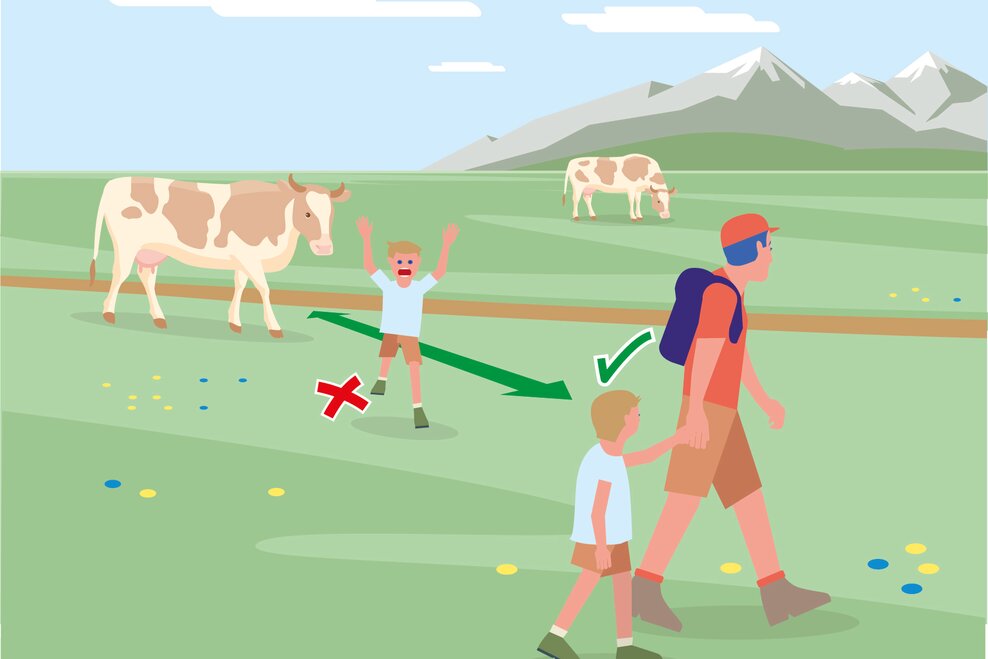 Bei Herannnahen von Weidevieh: Ruhig bleiben, nicht den Rücken zukehren, den Tieren ausweichen! | © BMLRT/Andreas Rampitsch