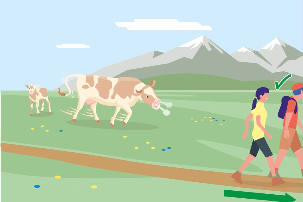 Schon bei ersten Anzeichen von Unruhe der Tiere Weidefläche zügig verlassen! | © BMLRT/Andreas Rampitsch