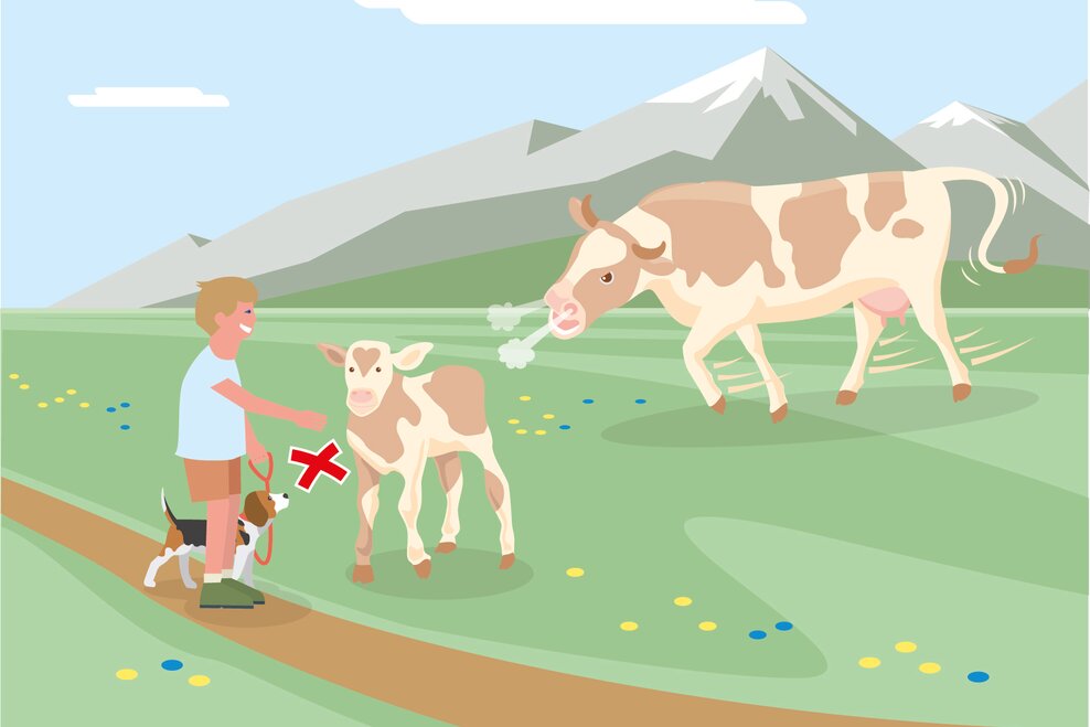 Mutterkühe beschützen ihre Kälber. Begegnungen von Mutterkühen und Hunden vermeiden. | © BMLRT/Andreas Rampitsch