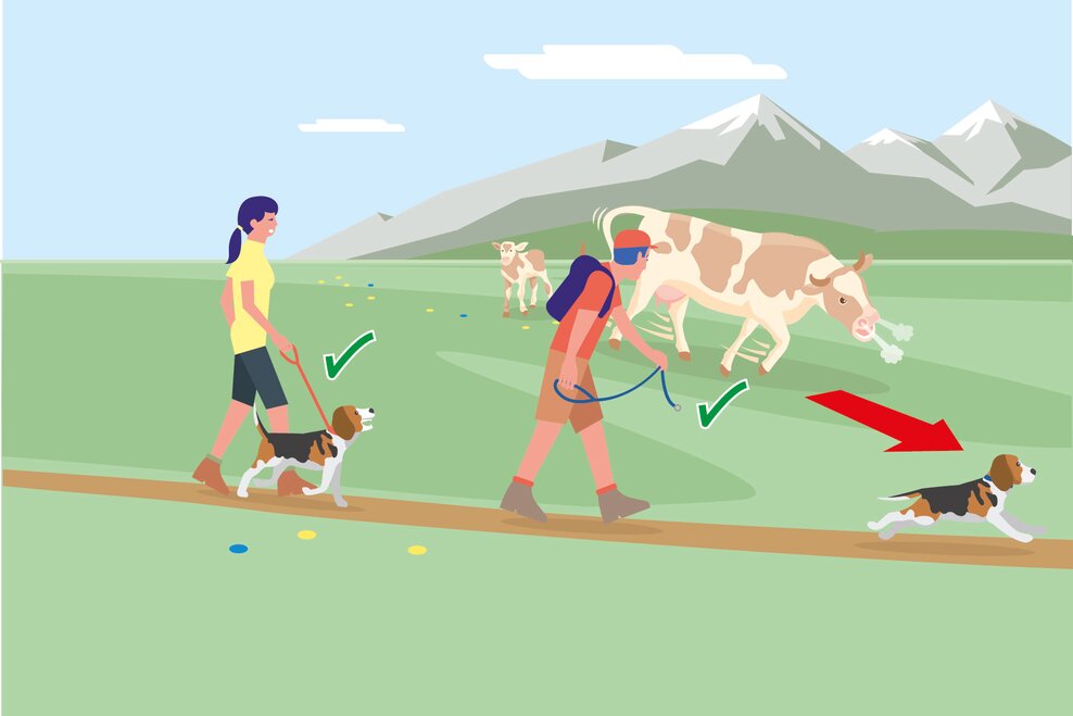 Hunde immer unter Kontrolle halten und an der kurzen Leine führen. Ist ein Angriff durch ein Weidetier abzusehen: Sofort ableinen! | © BMLRT/Andreas Rampitsch