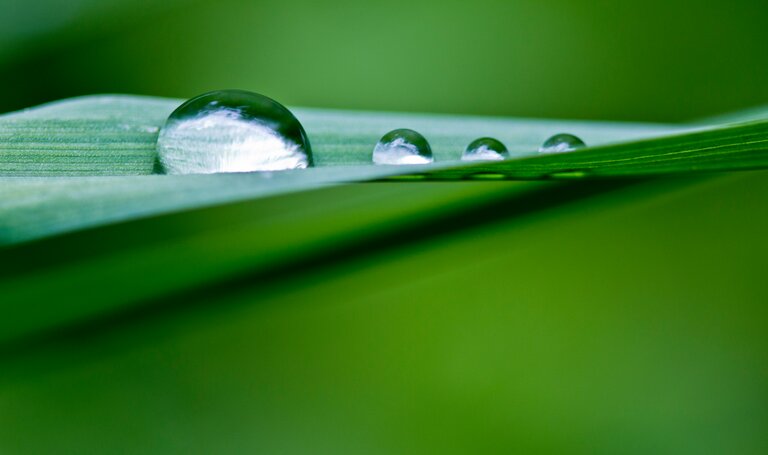 Raindrops on a leaf | © Carolin Lang