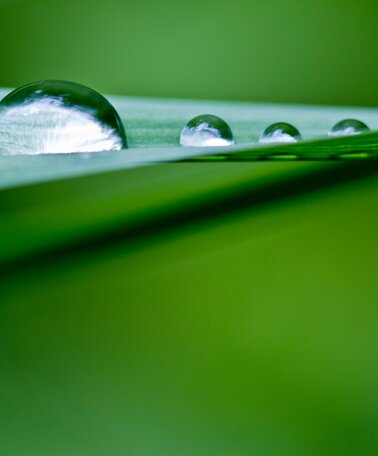 Regentropfen am Blatt | © Carolin Lang