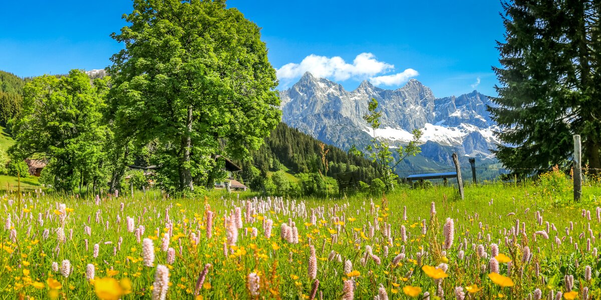 © photo-austria / Hans Simonlehner