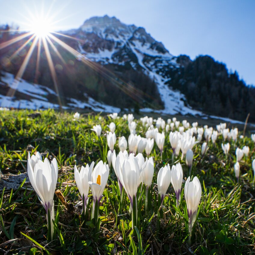 Bergfrühling Krokuswiese | © Photo Austria
