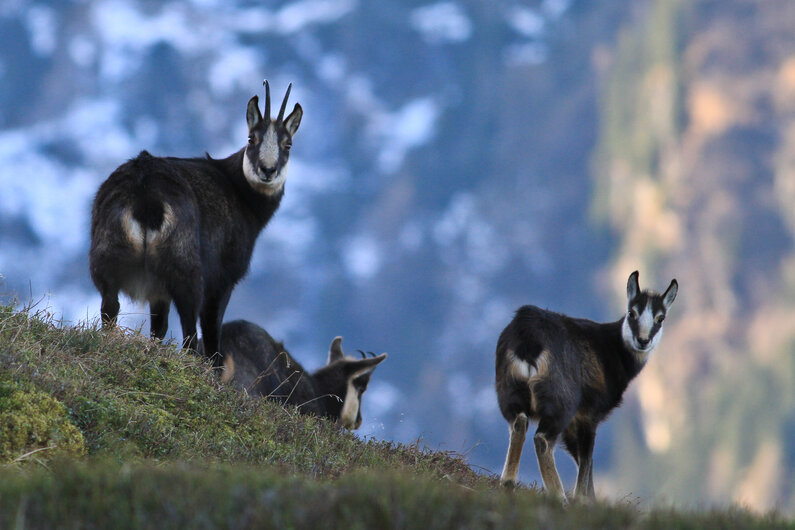 Drei Gämse am Berg bei Dämmerung die in deine Richtung schaut  | © Martin Huber 