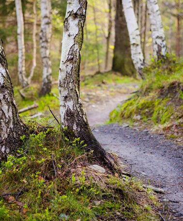 Singletrack Haus-Aich | © Schneestern