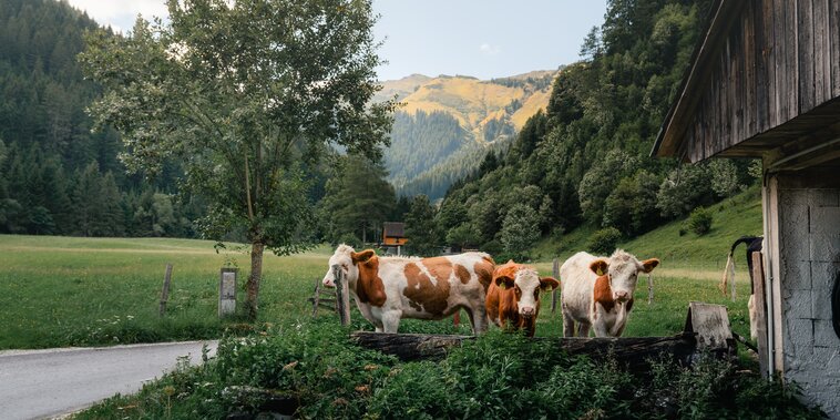 Kühe | © Christoph Lukas