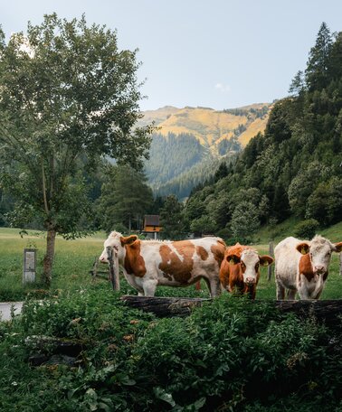 Kühe | © Christoph Lukas