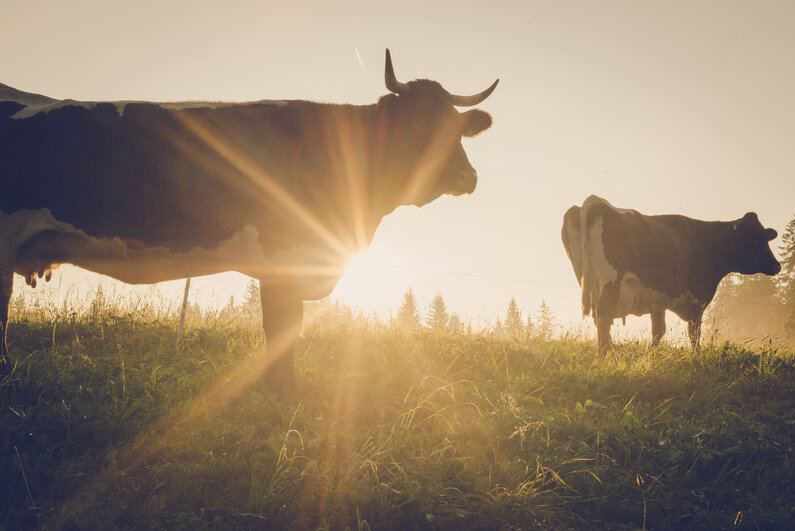 Kühe Sonnenuntergang | © Christine Höflehner