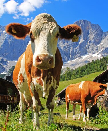 Kühe auf der Alm in Schladming-Dachstein | © Photo Austria
