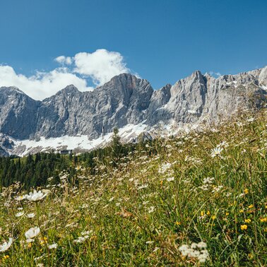 View of the Dachstein mountain | © Christine Höflehner