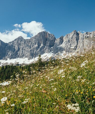 View of the Dachstein mountain | © Christine Höflehner