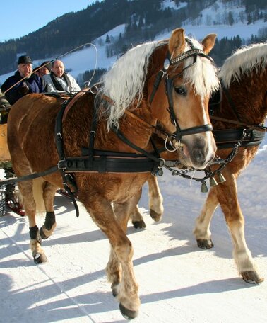 Horse sleigh ride in Schladming | © Herbert Raffalt