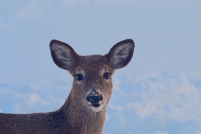 Deer in the mountains