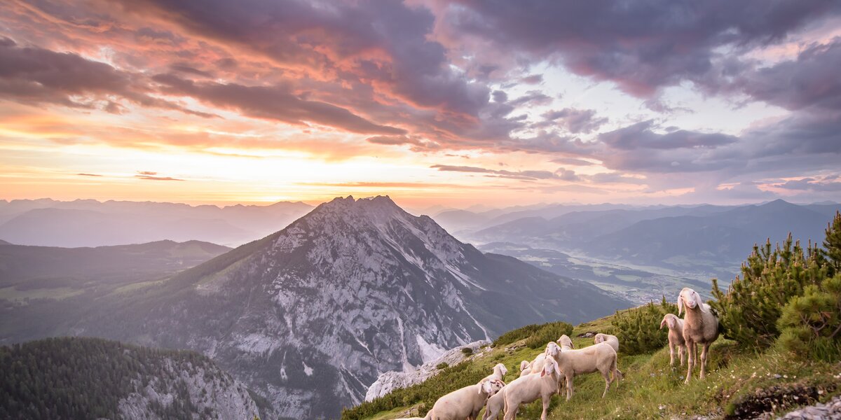 Flock of sheep in the styrian mountains