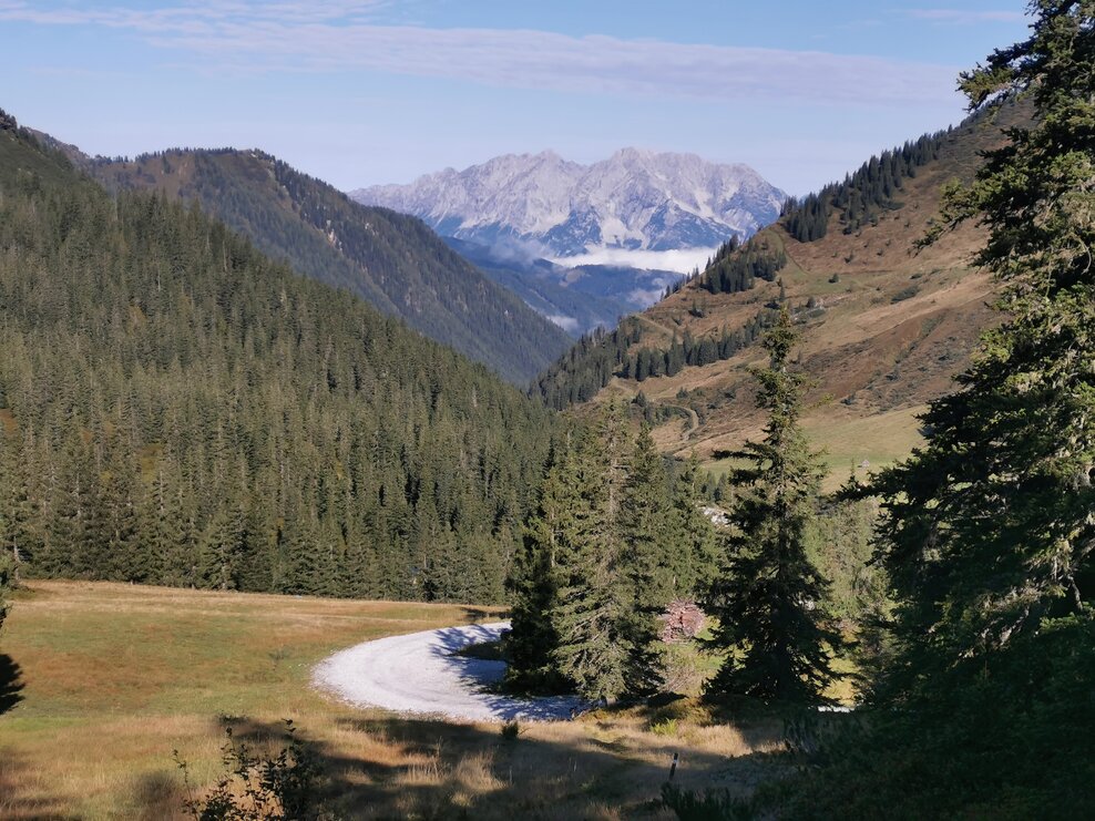 Auf der Planneralm mit Blick zum Grimming | © Landentwicklung Steiermark