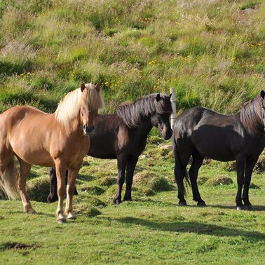 Isländer Pferde | © Symbolfoto Pixabay | Ronile