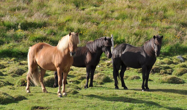 Isländer Pferde | © Symbolfoto Pixabay | Ronile