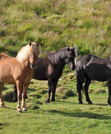 Isländer Pferde | © Symbolfoto Pixabay | Ronile